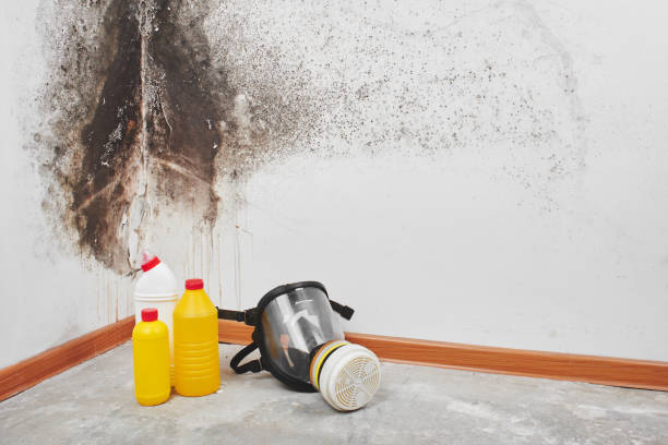 Best Mold Remediation  in Eagle Mountain, UT