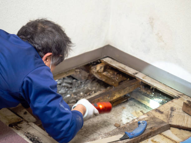 Best Mold Damage Repair  in Eagle Mountain, UT