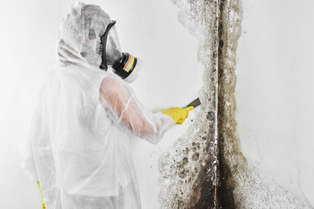 Best Mold Removal and Inspection  in Eagle Mountain, UT