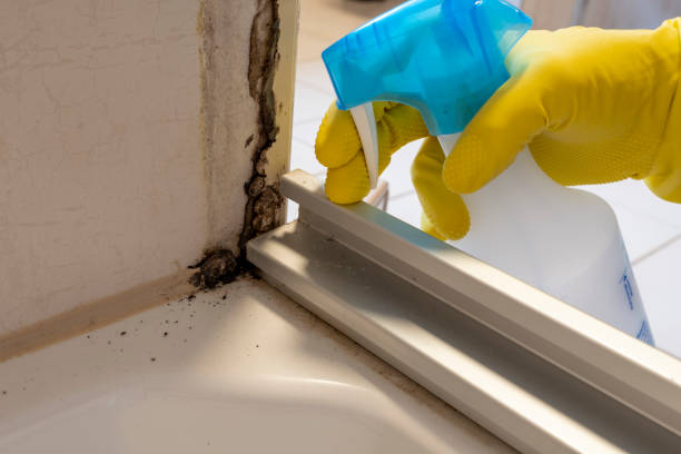 Best Commercial Mold Removal  in Eagle Mountain, UT