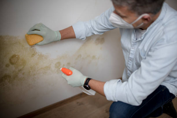 Mold Removal and Inspection in Eagle Mountain, UT