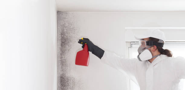 Best Professional Mold Removal  in Eagle Mountain, UT