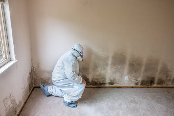 Best Emergency Mold Removal  in Eagle Mountain, UT