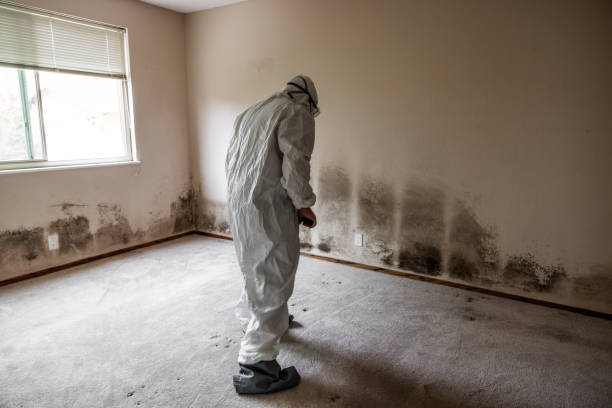 Office Mold Removal Services in Eagle Mountain, UT