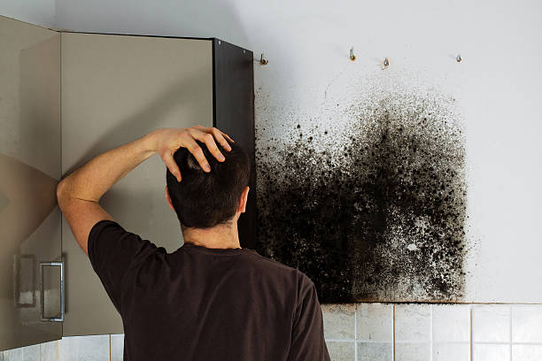 Best Certified Mold Removal  in Eagle Mountain, UT